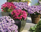 HERBSTASTER (ASTER NOVI BELGII) Angebote bei OBI Coesfeld für 2,99 €