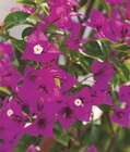 Bougainvillier en promo chez Gamm vert Bougainvillier dans le catalogue Gamm vert
