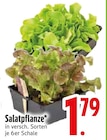 Salatpflanze Angebote bei EDEKA Ingolstadt für 1,79 €