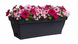Jardinière "Roméo" - Jardiland à Tours Jardinière "Roméo" en promo chez Jardiland Tours à 5,99 €