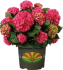 Garten-Hortensie im Angebot bei Globus-Baumarkt in Offenbach Garten-Hortensie Angebote bei Globus-Baumarkt Offenbach für 9,99 €