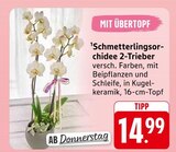 E center Kornwestheim - Schmetterlingsorchidee 2-Trieber Angebot im Prospekt Schmetterlingsorchidee 2-Trieber bei E center im Kornwestheim Prospekt für 14,99 €