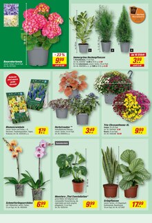Sträucher Angebot im toom Baumarkt Prospekt, gültig von 31.08.2026 bis 12.09.2026 Sträucher Angebot im aktuellen toom Baumarkt Prospekt auf Seite 6