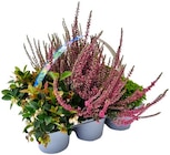 Herbstmix im Penny Prospekt Herbstmix von  im aktuellen Penny Prospekt für