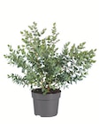 Eucalyptus-Mix bei Lidl im Fürstenwalde Prospekt für 3,49 €