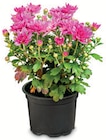 Aktuelles Chrysanthemen Angebot bei Zimmermann in Hannover ab 2,29 €