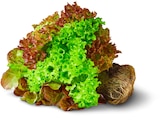 Penny Fredenbeck - Deutsche bunte Salate mit Wurzel Angebot im Prospekt Deutsche bunte Salate mit Wurzel bei Penny im Fredenbeck Prospekt für 0,99 €