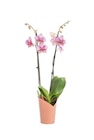 Phalaenopsis 2 branches H 65 x diamètre 12 cm avec cache pot - BOTANIC® en promo chez Botanic Phalaenopsis 2 branches H 65 x diamètre 12 cm avec cache pot - BOTANIC® dans le catalogue Botanic