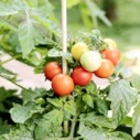Tomaten bei Thomas Philipps im Passau Prospekt für 0,99 €