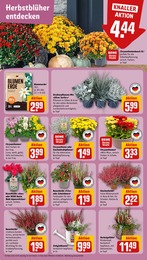 Topf Angebot im aktuellen REWE Prospekt auf Seite 7