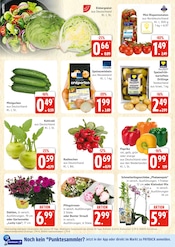 Blumen im E center Prospekt in Rostock Aktueller E center Prospekt mit Blumen, "Top Angebote", Seite 4