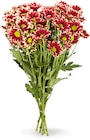 Aktuelles Chrysanthemen Angebot bei Netto Marken-Discount in Bremen ab 2,49 €