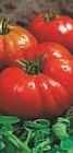 Plants de tomates en promo chez Super U Plants de tomates dans le catalogue Super U