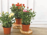Rosier en promo chez Super U Rosier dans le catalogue Super U