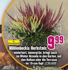 Mühlenbeckia Herbstmix von FloraSelf im aktuellen Hornbach Prospekt für 9,99 €