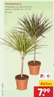 Drachenbaum im aktuellen Netto Marken-Discount Prospekt