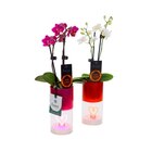 Orchidée LED - Carrefour à Saint-Maur-des-Fossés Orchidée LED en promo chez Carrefour Saint-Maur-des-Fossés à 14,99 €