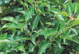 Plantes de haies en promo chez Hyper U Rouen à 22,76 €