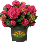 Aktuelle Blumen Angebote bei Globus-Baumarkt in Wolfsburg Aktuelles Garten-Hortensie (Hydrangea macrophylla) Angebot bei Globus-Baumarkt in Wolfsburg ab 9,99 €