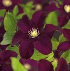Hornbach Herne - Kletterpflanze Clematis Angebot im Prospekt Kletterpflanze Clematis bei Hornbach im Herne Prospekt für 11,95 €