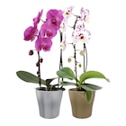 Orchidée cascade en promo chez Carrefour Clermont-Ferrand à 12,99 €