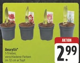 Amaryllis im Angebot bei E center in Fürth Amaryllis Angebote bei E center Fürth für 2,99 €