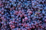 Promo Raisins noirs à 1,99 € dans le catalogue Norma à Vandœuvre-lès-Nancy