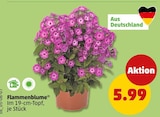 Flammenblume bei Penny im Kassel Prospekt für 5,99 €