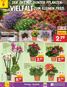 Pflanzen im Netto Marken-Discount Prospekt "Aktuelle Angebote" mit 75 Seiten (Jena)