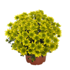 Chrysantheme winterhart Angebote bei Blumen Ostmann Bremen für 2,49 €