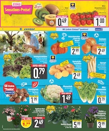 EDEKA Kartoffeln im Prospekt EDEKA Kartoffeln im Prospekt