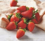 U Express Évaux-les-Bains - Promo Fraise ronde Promo Fraise ronde à 8,99 € dans le catalogue U Express à Évaux-les-Bains