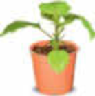 Aktuelles Gemüsepflanzen Angebot bei Netto Marken-Discount in Magdeburg ab 1,99 €