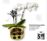 Schmetterlingsorchidee im aktuellen EDEKA Prospekt