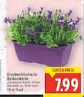 Glockenblume in Balkonkiste für 7,99 € bei E center im Angebot Glockenblume in Balkonkiste im aktuellen E center Prospekt