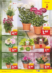 Blumen im Netto Marken-Discount Prospekt "Aktuelle Angebote" mit 51 Seiten (Mönchengladbach)
