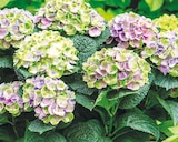 Aktuelle Hortensie Angebote bei ROSENGUT Langerwisch in Potsdam Aktuelles Magical-Hortensie Angebot bei ROSENGUT Langerwisch in Potsdam ab 29,99 âŹ