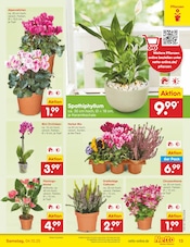 Aktueller Netto Marken-Discount Prospekt mit Orchidee, "Aktuelle Angebote", Seite 13