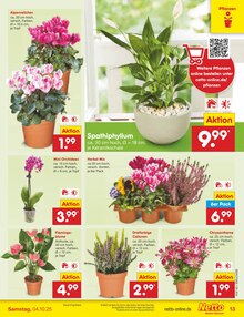 Chrysantheme im Netto Marken-Discount Prospekt "Aktuelle Angebote" mit 62 Seiten (Bielefeld)