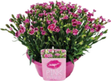 Aktuelles Duft-Nelken (Dianthus 'Pink Kisses') Angebot bei Globus-Baumarkt in Reutlingen ab 12,99 €
