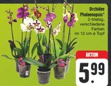 Orchidee Phalaenopsis im Angebot bei EDEKA in Erlangen Orchidee Phalaenopsis Angebote bei EDEKA Erlangen für 5,99 €