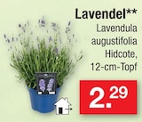 Lavendel im Angebot bei Zimmermann in Magdeburg Lavendel Angebote bei Zimmermann Magdeburg für 2,29 €