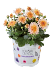Chrysanthème multifleurs - Lidl Chrysanthème multifleurs à 1,49 € dans le catalogue Lidl