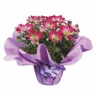 Chrysanthemen in Geschenkverpackung  im aktuellen Lidl Prospekt für 4,99 €