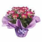 Chrysanthemen in Geschenkverpackung im Lidl Prospekt Chrysanthemen in Geschenkverpackung im aktuellen Lidl Prospekt für 4,99 €