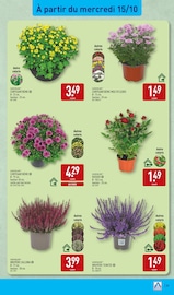 Chrysanthèmes Angebote im Prospekt "NOS ARRIVAGES BEAUTÉ JUSQU'À -80% SUR LE 2ÈME" von Aldi auf Seite 35
