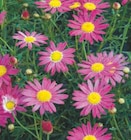 Anthemis variées en promo chez Super U Anthemis variées dans le catalogue Super U