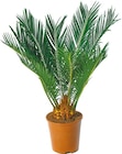 Japanische Palmfarn für 12,49 € bei Netto mit dem Scottie im Angebot Japanische Palmfarn im aktuellen Netto mit dem Scottie Prospekt