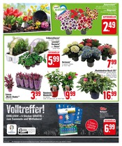 Aktueller EDEKA Prospekt mit Gartenpflanzen, "Kleine Budgets, große Gourmets", Seite 4