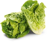 Mini-Romanasalat im Angebot bei Netto Marken-Discount in Rastatt Mini-Romanasalat Angebote von HEIMAT bei Netto Marken-Discount Rastatt für 0,65 €